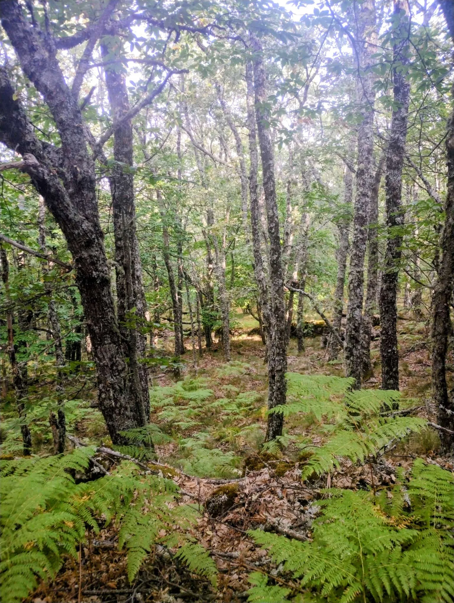 IMG-20260927-WA0019